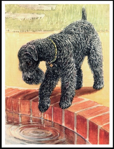 Kerry blue terrier lovely dog - kerry,