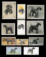 KERRY BLUE TERRIER DOG