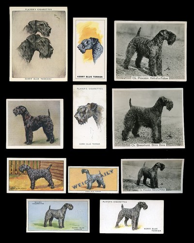 Kerry blue terrier dog - blue,