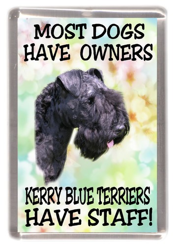 Kerry blue terrier - blue,