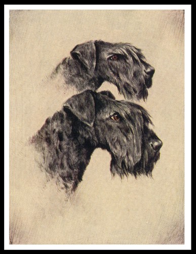 Kerry blue terrier - kerry,