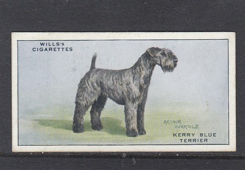 1937 wills dogs kerry - 1937,