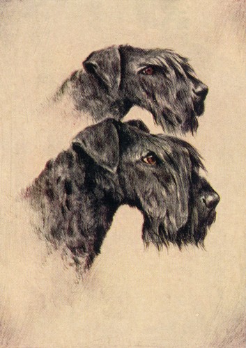 Kerry blue terrier dog - kerry,