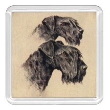 Kerry Blue Terrier Dogs Dog