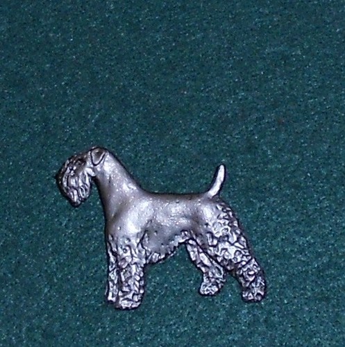 Kerry blue terrier dog - dog, breed