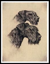 KERRY BLUE TERRIER DOGS HEAD