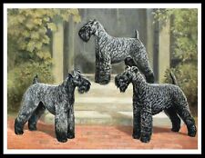 KERRY BLUE TERRIER THREE DOGS