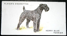 KERRY BLUE TERRIER   Vintage