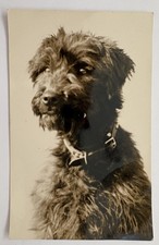 Kerry Blue Terrier Probably