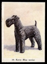 KERRY BLUE TERRIER Dog Full
