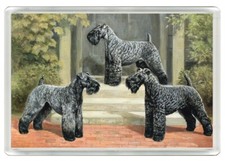 KERRY BLUE TERRIER DOGS DOG