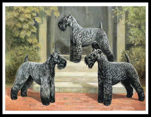 Kerry blue terrier dogs - blue, dog