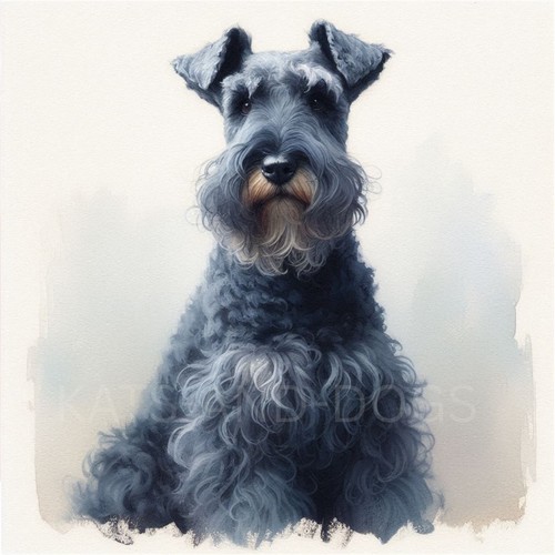 Kerry blue terrier watercolour - terrier,