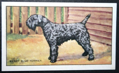 Kerry blue terrier - blue, vintage
