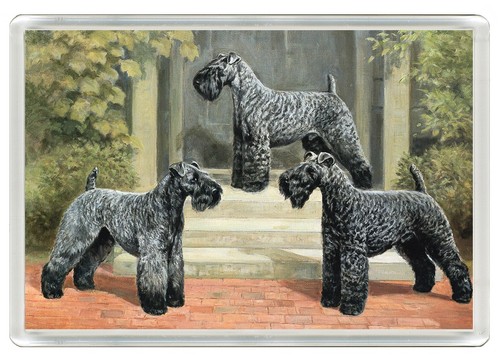 Kerry blue terrier dog - blue,