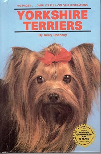 Yorkshire terriers kerry - terriers,