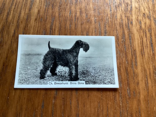 John sinclair champion dogs - sinclair,