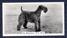 KERRY BLUE TERRIER - Original
