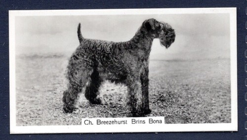 Kerry blue terrier original - kerry,