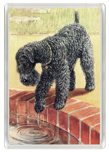 Kerry blue terrier dog fridge - dog,