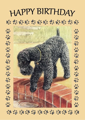 Kerry blue terrier dog - kerry,