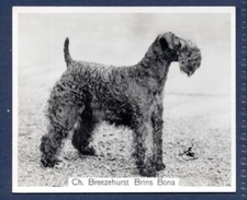 KERRY BLUE TERRIER - Original