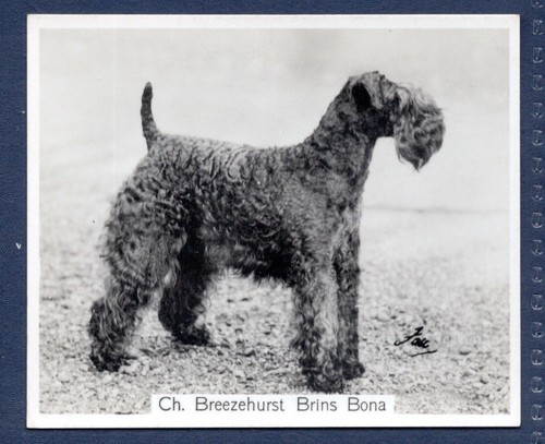 Kerry blue terrier original - kerry,