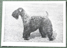 KERRY BLUE TERRIER    Vintage
