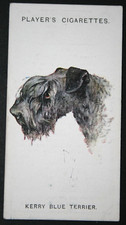 KERRY BLUE TERRIER  Vintage