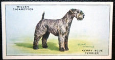 KERRY  BLUE  TERRIER  Vintage