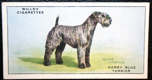 Kerry blue terrier - kerry, vintage