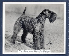 KERRY BLUE TERRIER- Original