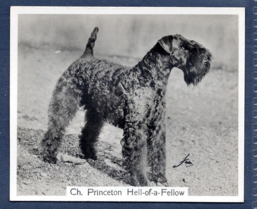 Kerry blue terrier original - terrier-,
